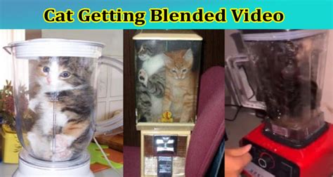 cat in blender original video twitter|cat being blended video twitter.